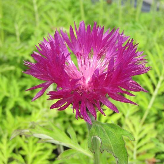 Centaurea dealbata Steenbergii - Centaurée de Perse Godet de 8/9 cm