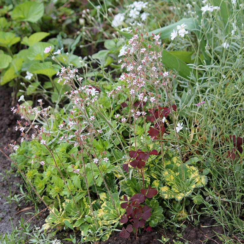 Promesse de Fleurs - Saxifraga x urbium Aureopunctata - Désespoir du peintre Godet de 8/9 cm