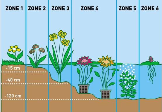 Lot de 6 - Plantes de bassin favorables aux insectes - Zone de bassin 1-2 - H. 15-25 cm - P. 9 cm - Image 4