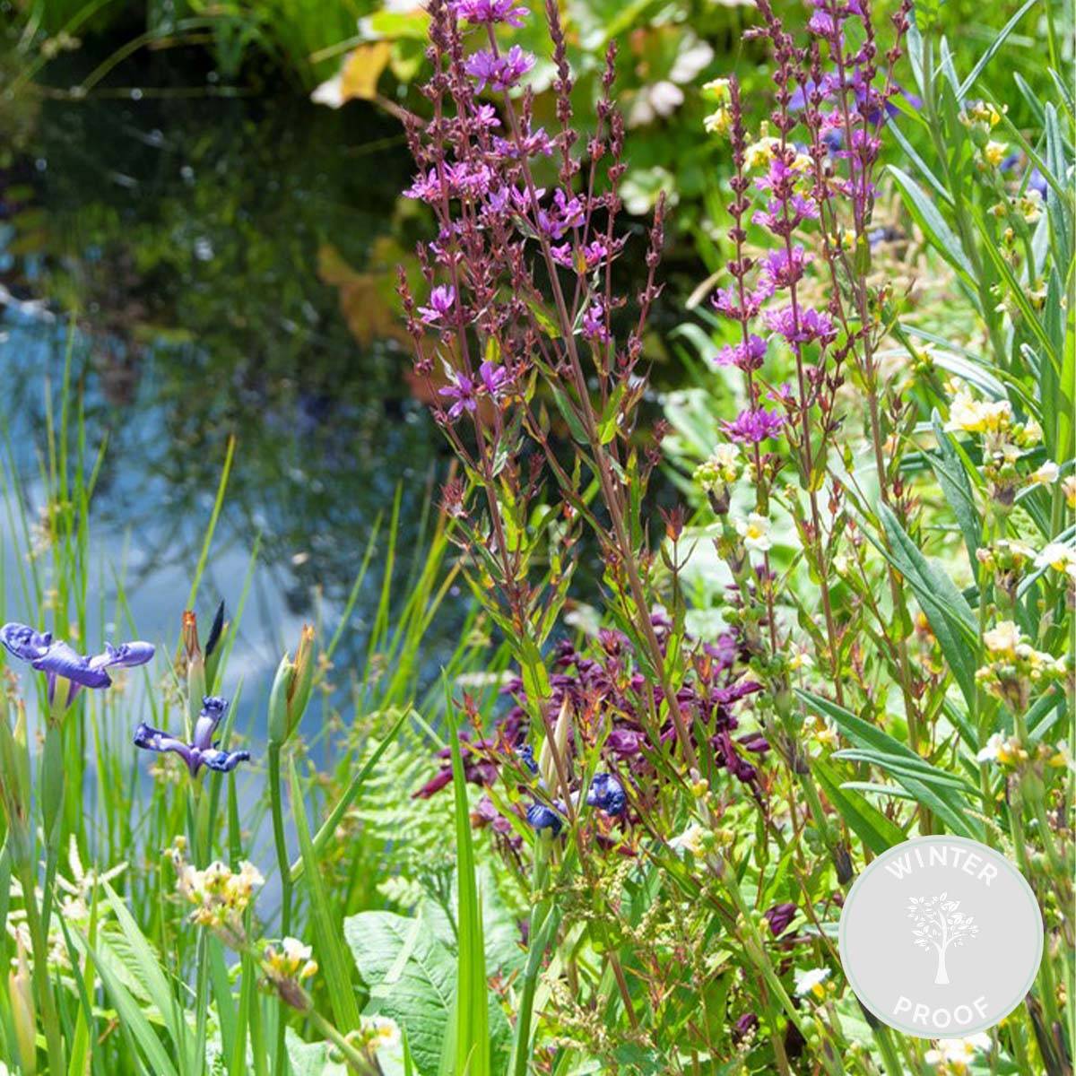 Lot de 6 - Plantes de bassin favorables aux insectes - Zone de bassin 1-2 - H. 15-25 cm - P. 9 cm - Image 2