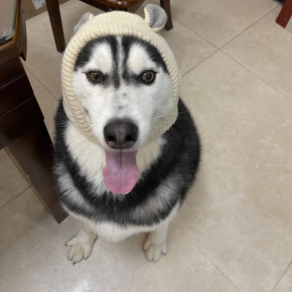 Bonnet pour chien - IntiMeg - Image 2