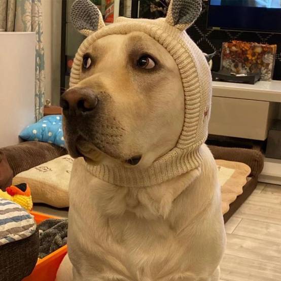 Bonnet pour chien - IntiMeg - Image 3