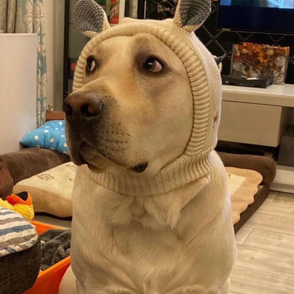 Bonnet pour chien - IntiMeg - Image 3