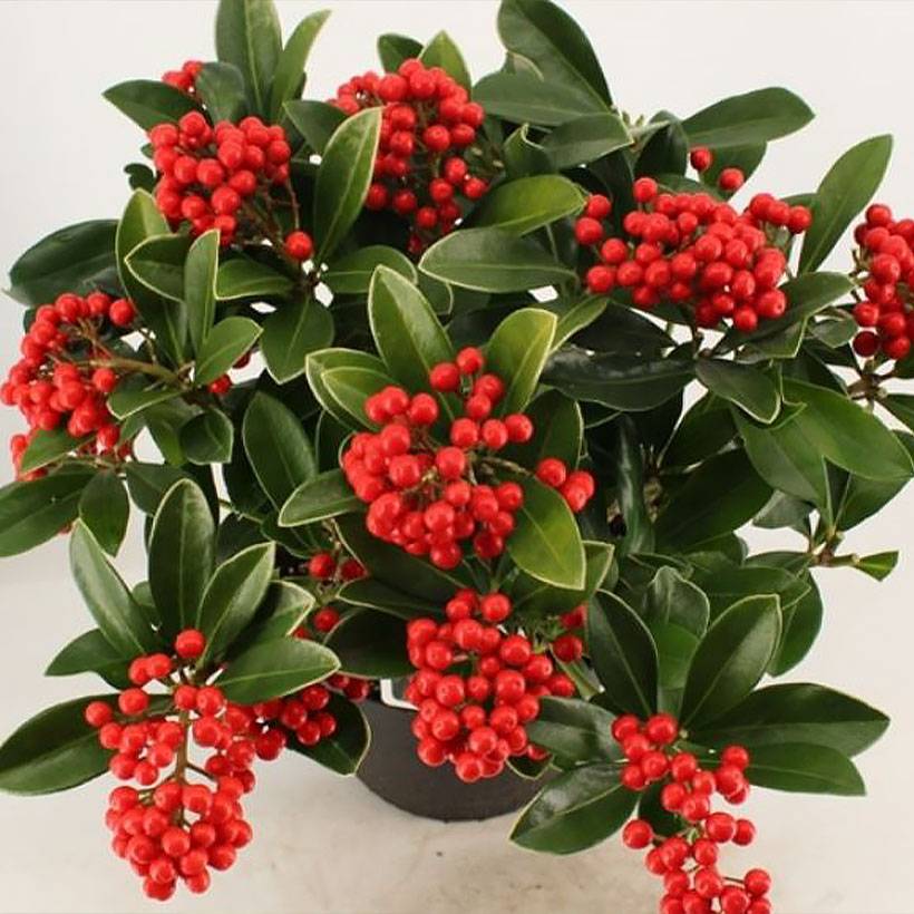 Skimmia japonica Temptation - Skimmia du Japon  Pot de 2L/3L