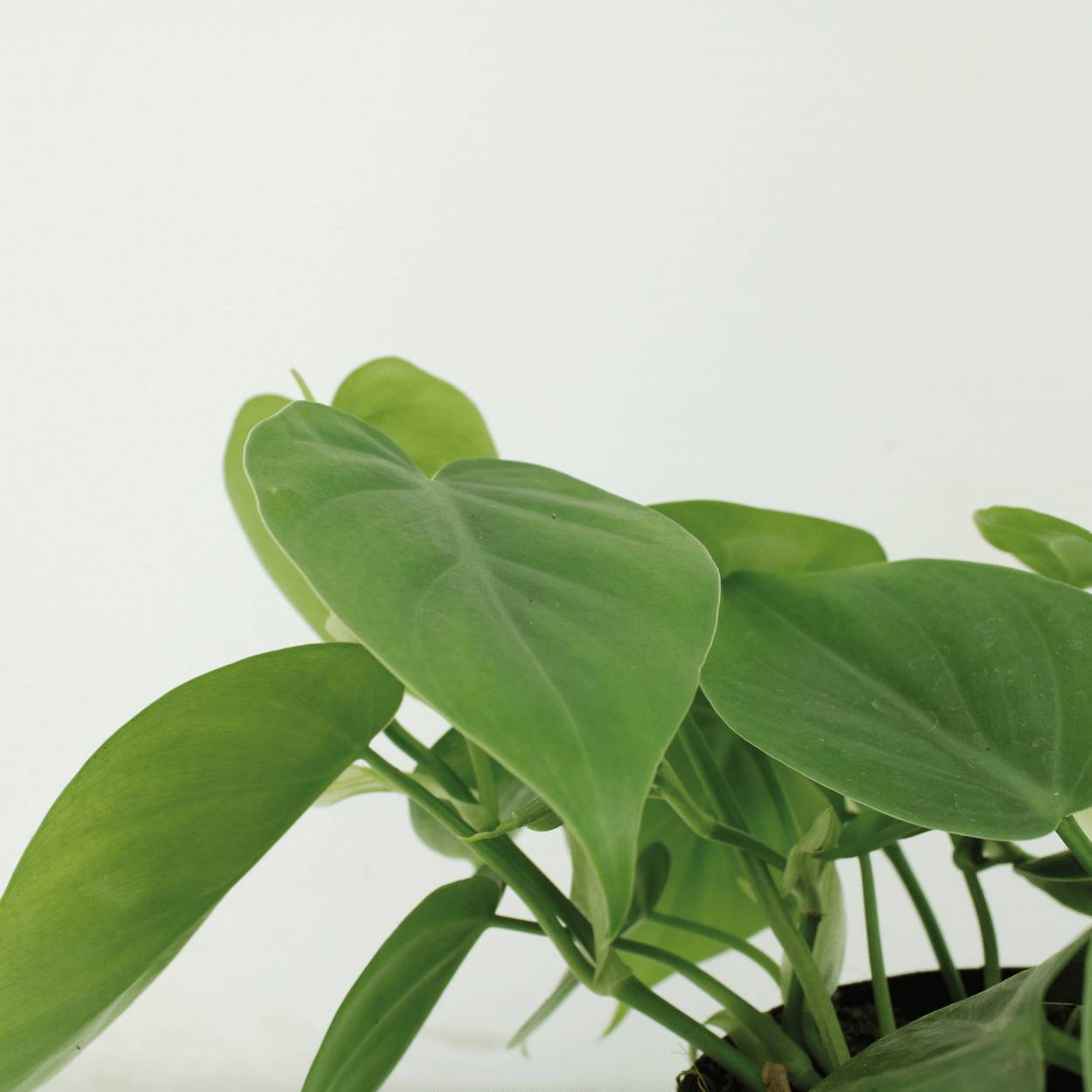 Philodendron Scandens - D12 H15cm - Image 3