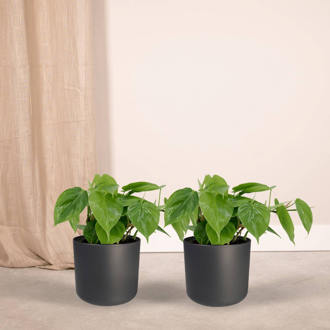 Philodendron Scandens - D12 H15cm - Image 2