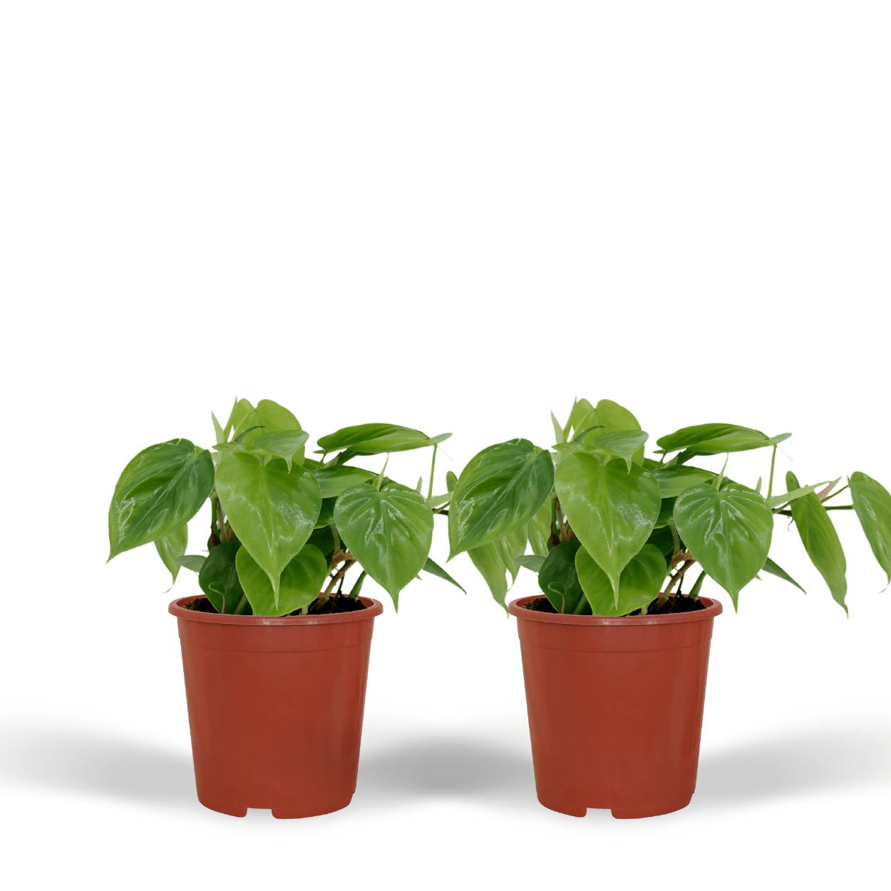 Philodendron Scandens - D12 H15cm - Image 1