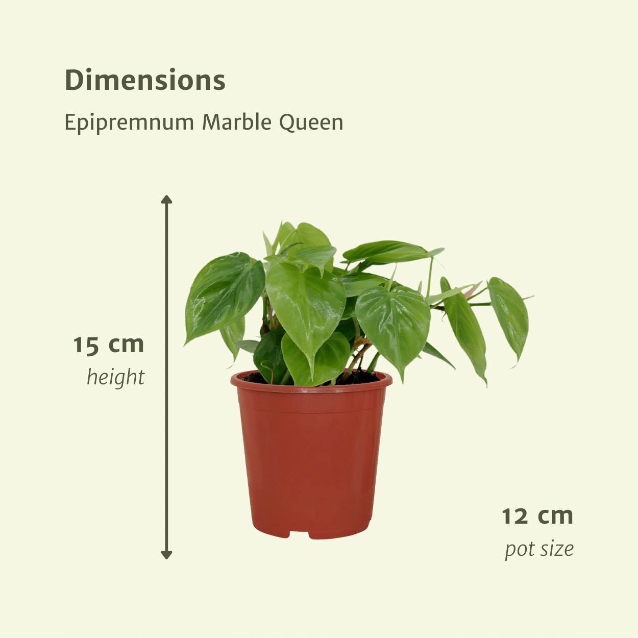 Philodendron Scandens - D12 H15cm - Image 4