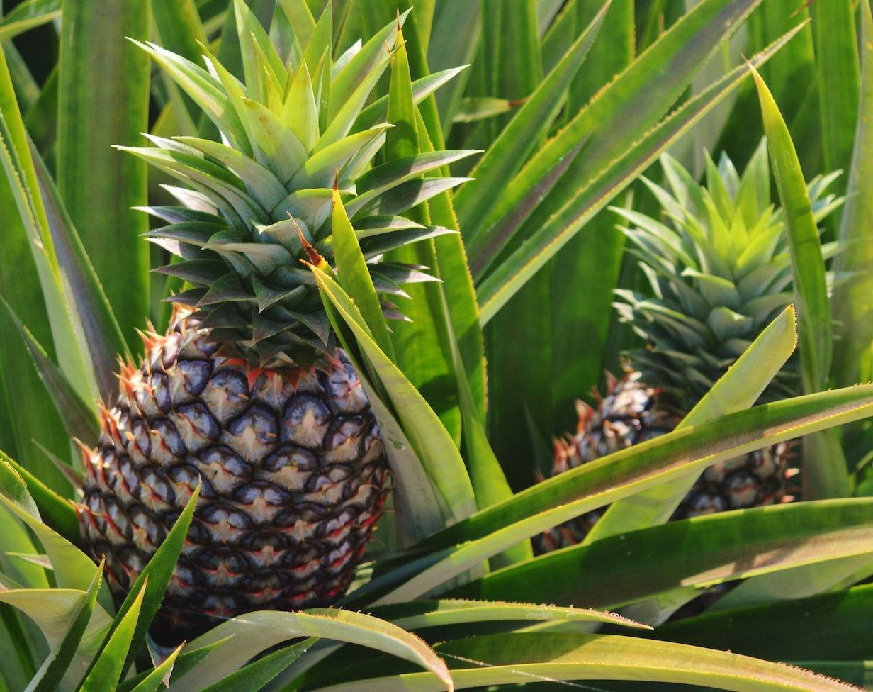 Sans Marque - Ananas Monte or Pot de 1 litre - 20/30 cm - Image 2