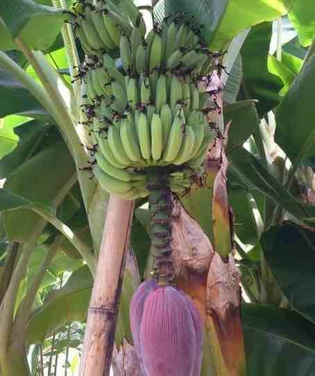 Sans Marque - Ananas Monte or Pot de 1 litre - 20/30 cm - Image 4