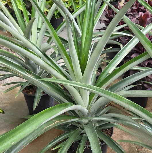 Sans Marque - Ananas Monte or Pot de 1 litre - 20/30 cm - Image 3