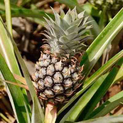 Sans Marque - Ananas Monte or Pot de 1 litre - 20/30 cm - Image 1