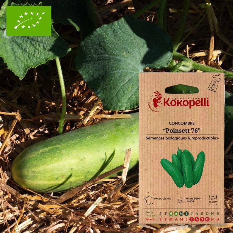 Association Kokopelli - Concombre Poinsett 76- Graines bio à semer - Image 1