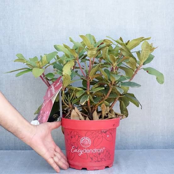 Rhododendron yakushimanum Easydendron INKARHO Bohlken's Roter Stern Pot de 4L/5L - Image 2