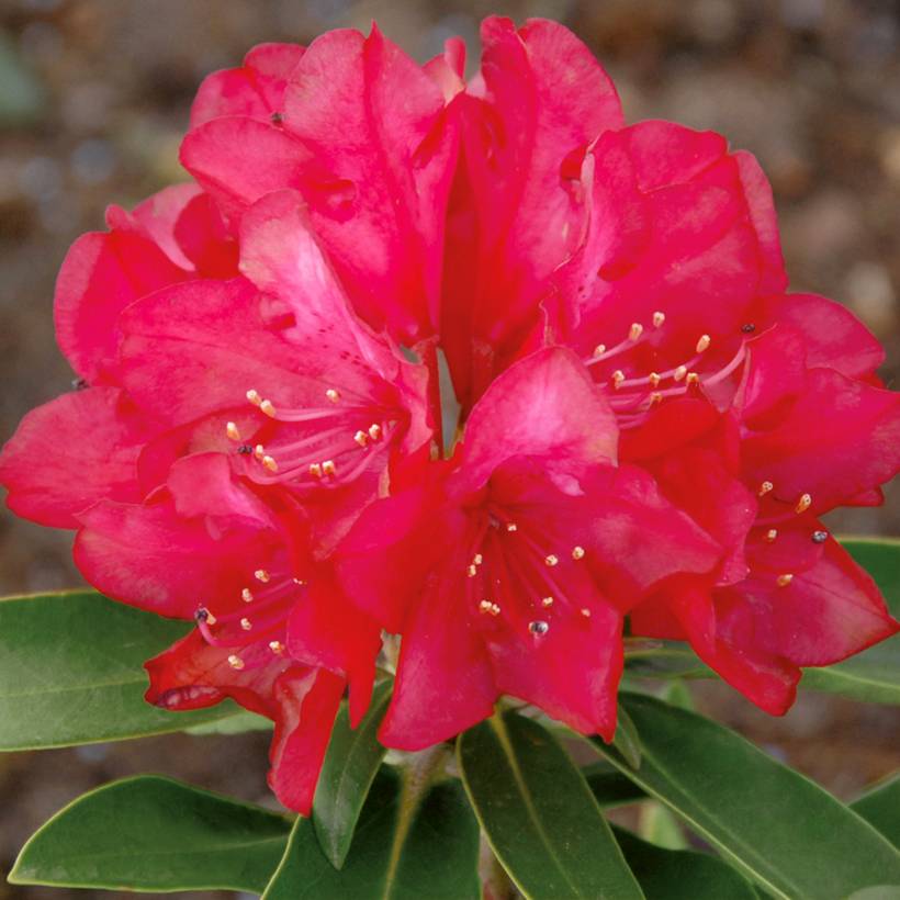Rhododendron yakushimanum Easydendron INKARHO Bohlken's Roter Stern  Pot de 4L/5L - Image 1