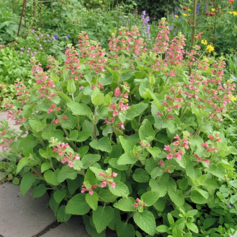 Epiaire coccinea, Stachys à fleurs Rouge/ - feuillage Persistant - Godet - 5/20 cm - Image 2