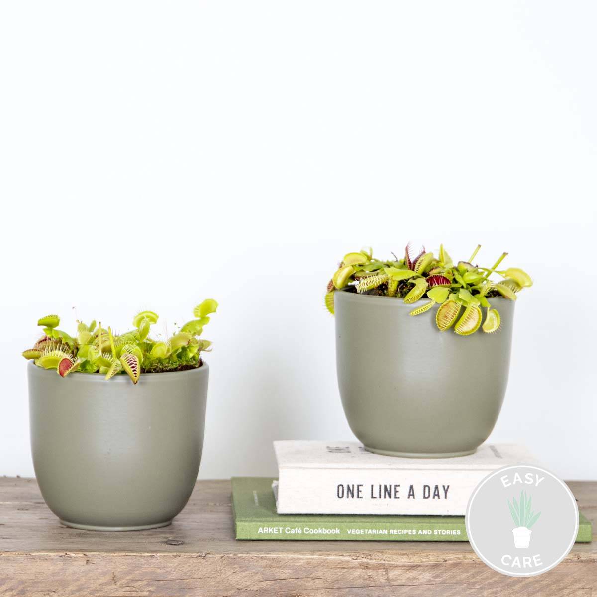 Lot de 2 - Dionaea Muscipula - Dionée Attrape-Mouche - Plante Carnivore - H. 10-15 cm - P. 12 cm - Image 2