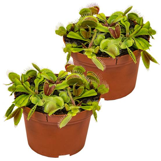 Lot de 2 - Dionaea Muscipula - Dionée Attrape-Mouche - Plante Carnivore - H. 10-15 cm - P. 12 cm - Image 1