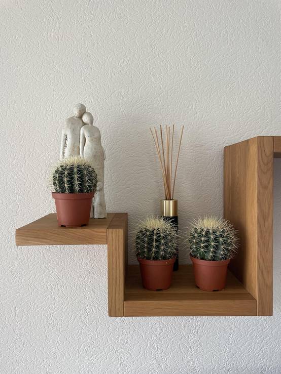 Lot de 3 Cactus Echinocactus Grusonii- La Green Touch - Image 3