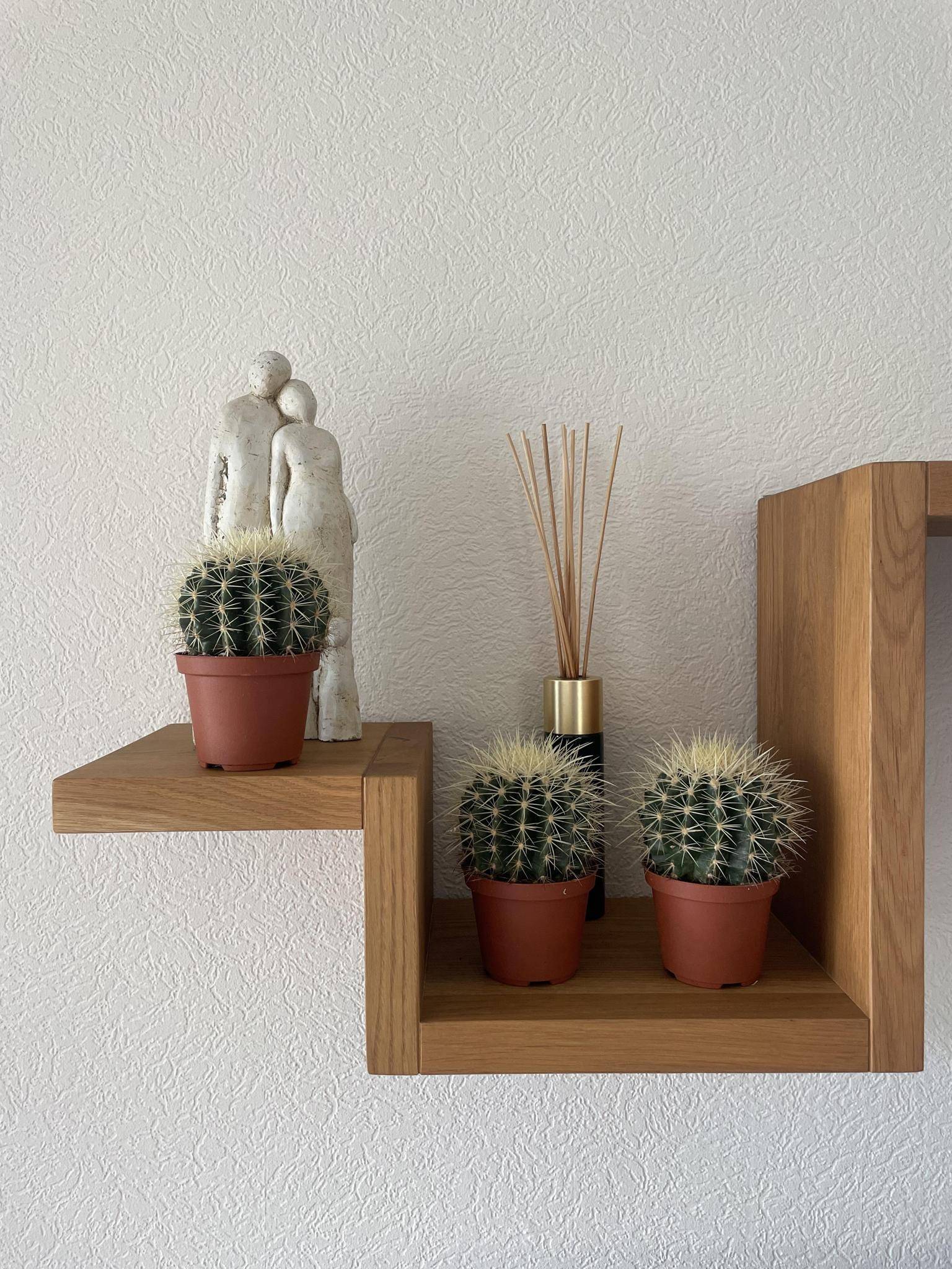 Lot de 3 Cactus Echinocactus Grusonii- La Green Touch - Image 3