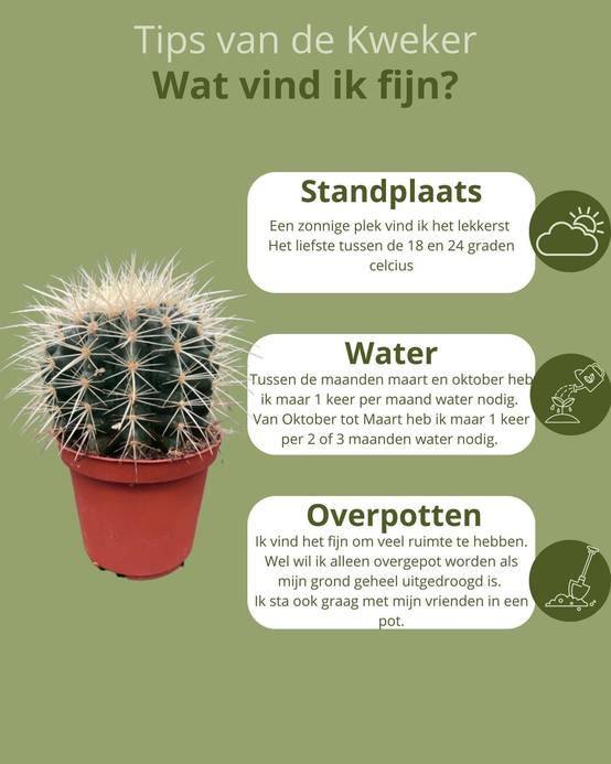 Lot de 3 Cactus Echinocactus Grusonii- La Green Touch - Image 5