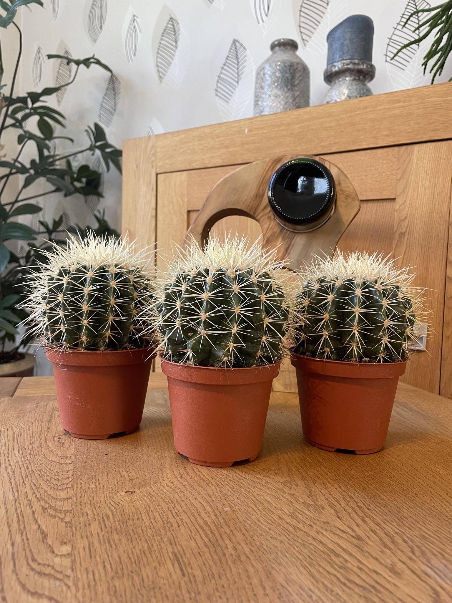Lot de 3 Cactus Echinocactus Grusonii- La Green Touch - Image 2