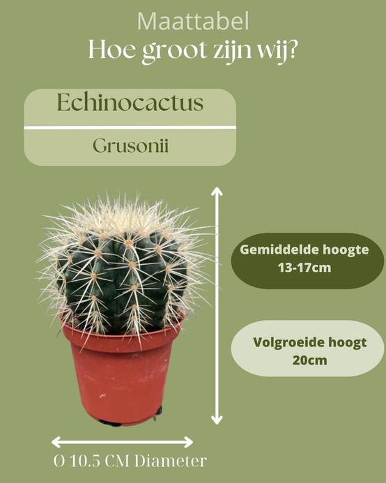 Lot de 3 Cactus Echinocactus Grusonii- La Green Touch - Image 4