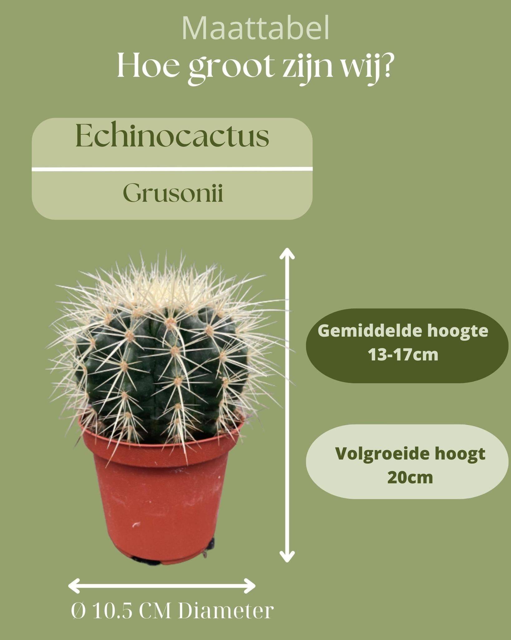 Lot de 3 Cactus Echinocactus Grusonii- La Green Touch - Image 4