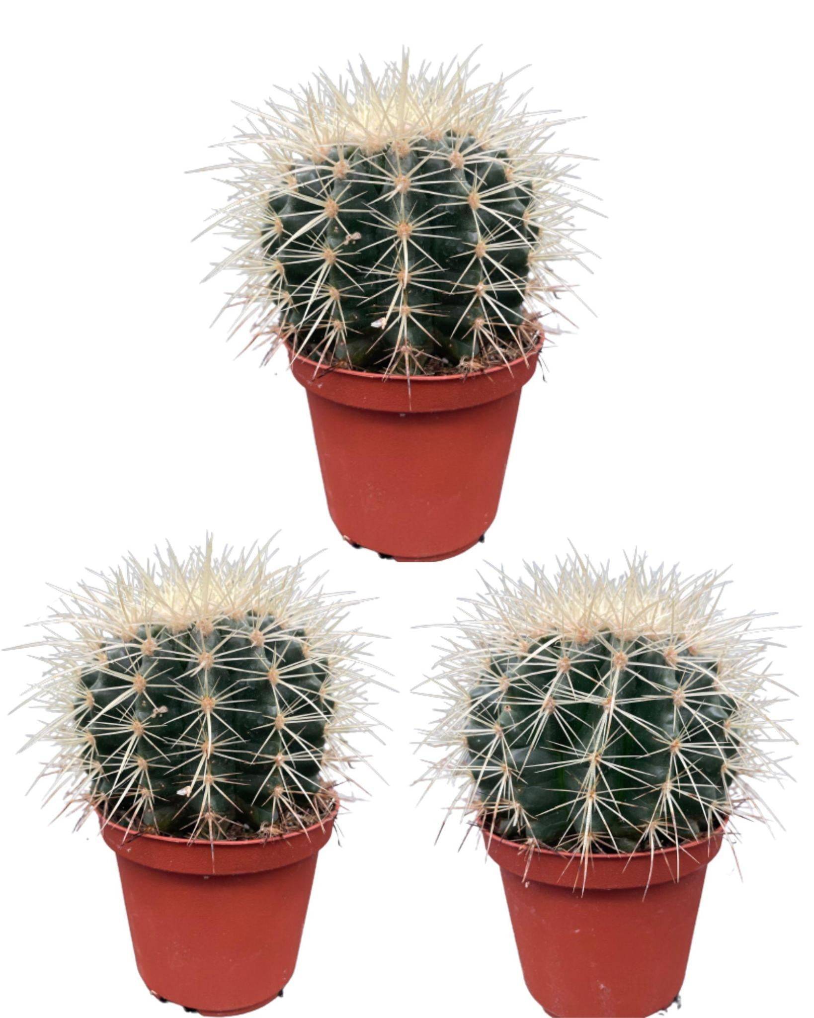 Lot de 3 Cactus Echinocactus Grusonii- La Green Touch - Image 1