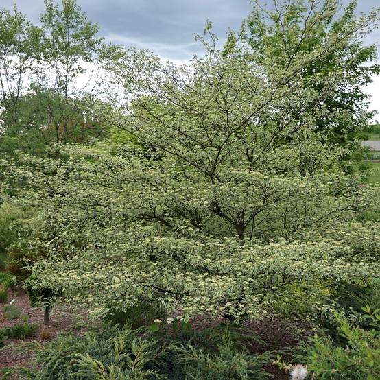 Promesse de Fleurs - Cornus alternifolia Silver Giant - Cornouiller à feuilles alternes Pot de 4L/5L