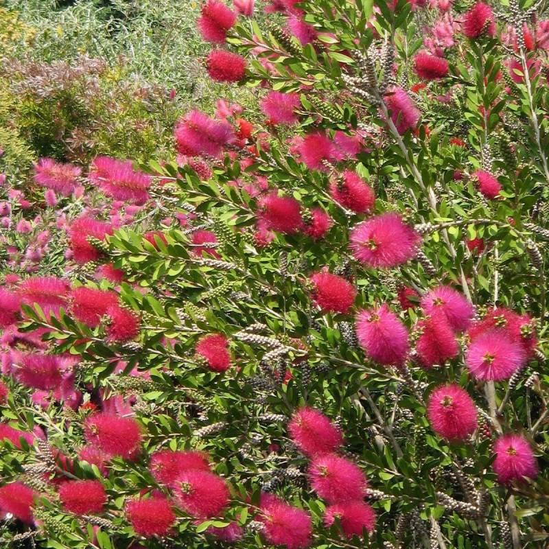 Rince-bouteilles Hot Pink® 'KK01', Callistemon à fleurs Rose - feuillage Persistant - Pot de 7,5L - 40/60 cm- hauteur à maturité De 1,00 m à 1,50 m - Image 1