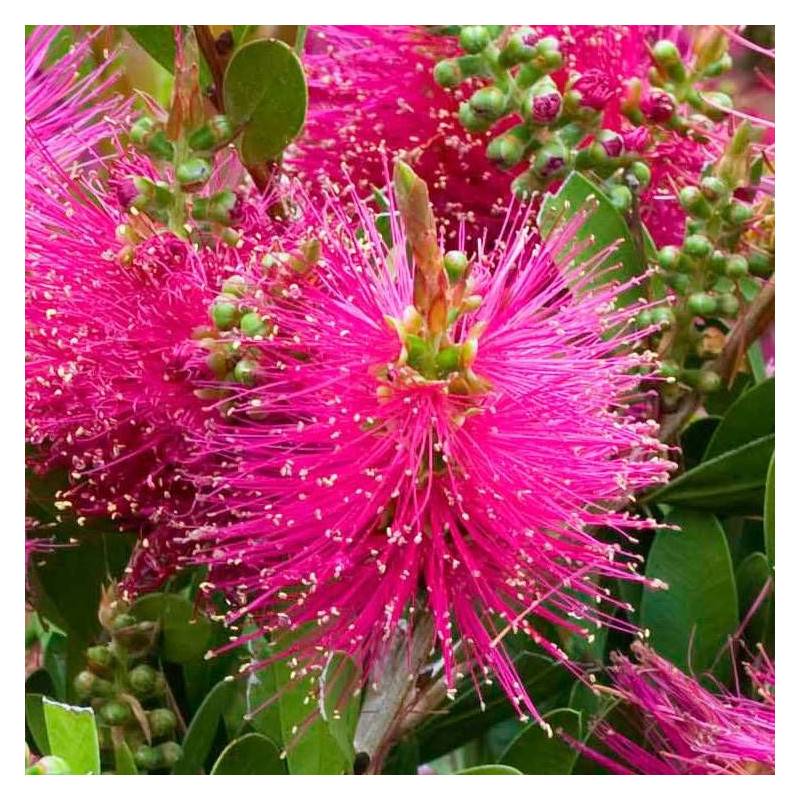 Rince-bouteilles Hot Pink® 'KK01', Callistemon à fleurs Rose - feuillage Persistant - Pot de 7,5L - 40/60 cm- hauteur à maturité De 1,00 m à 1,50 m - Image 3