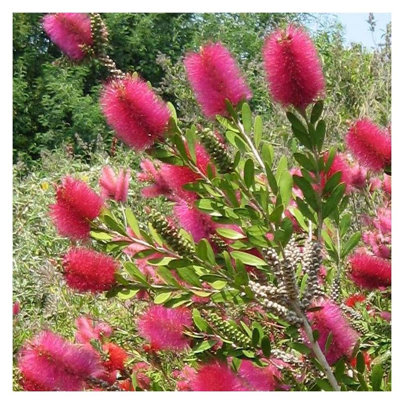 Rince-bouteilles Hot Pink® 'KK01', Callistemon à fleurs Rose - feuillage Persistant - Pot de 7,5L - 40/60 cm- hauteur à maturité De 1,00 m à 1,50 m - Image 6