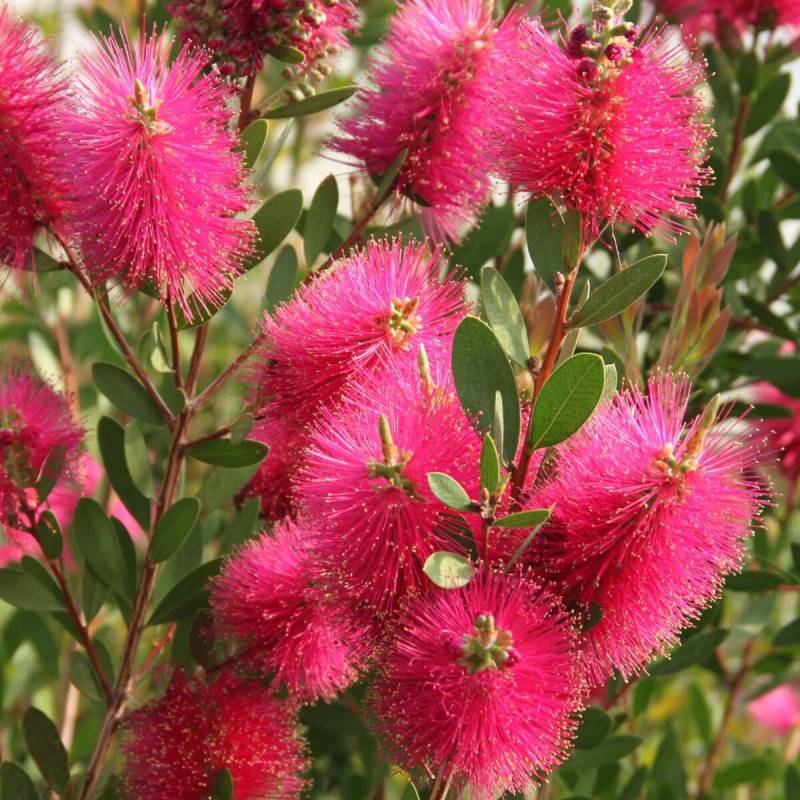 Rince-bouteilles Hot Pink® 'KK01', Callistemon à fleurs Rose - feuillage Persistant - Pot de 7,5L - 40/60 cm- hauteur à maturité De 1,00 m à 1,50 m - Image 2