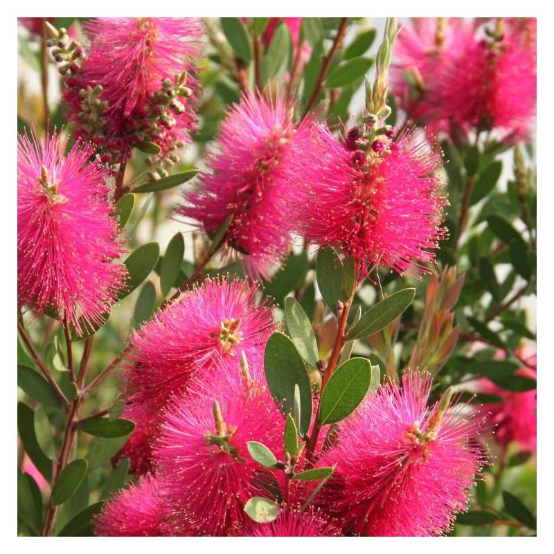 Rince-bouteilles Hot Pink® 'KK01', Callistemon à fleurs Rose - feuillage Persistant - Pot de 7,5L - 40/60 cm- hauteur à maturité De 1,00 m à 1,50 m - Image 4