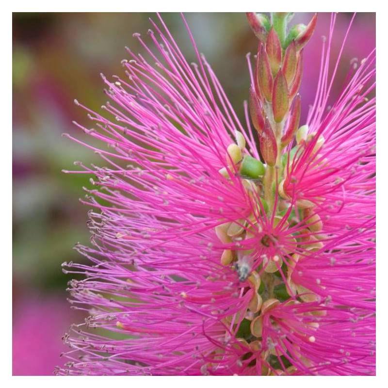 Rince-bouteilles Hot Pink® 'KK01', Callistemon à fleurs Rose - feuillage Persistant - Pot de 7,5L - 40/60 cm- hauteur à maturité De 1,00 m à 1,50 m - Image 7