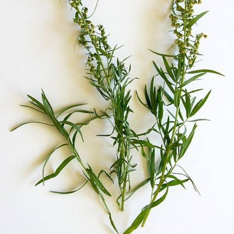 Estragon français à fleurs Blanche - feuillage Persistant - Godet - 5/20 cm-  hauteur à maturité De 0,50 m à 1,00 m - Image 6