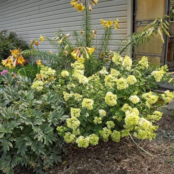 Hortensia paniculata Sundae Fraise® 'Rensun', Hydrangea paniculata à fleurs Rose - feuillage Caduc - Pot de 15L - 120/150 cm- hauteur à maturité De 1 - Image 9