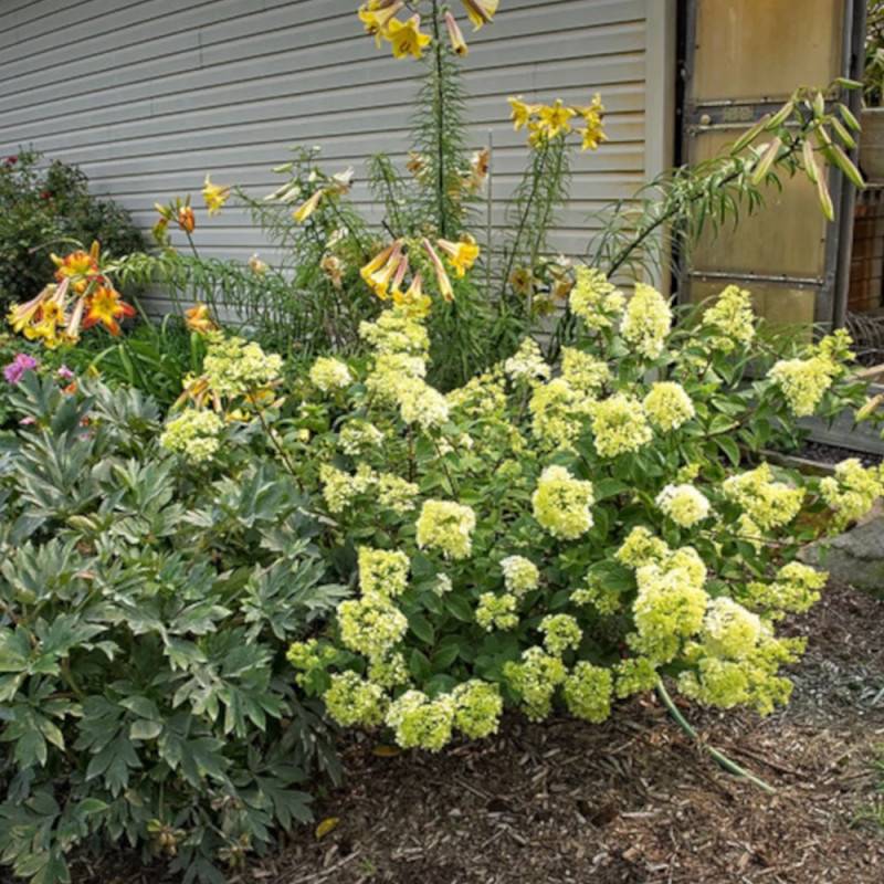 Hortensia paniculata Sundae Fraise® 'Rensun', Hydrangea paniculata à fleurs Rose - feuillage Caduc - Pot de 15L - 120/150 cm-  hauteur à maturité De 1 - Image 9
