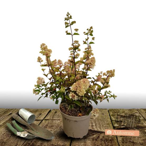 Hortensia paniculata Sundae Fraise® 'Rensun', Hydrangea paniculata à fleurs Rose - feuillage Caduc - Pot de 15L - 120/150 cm- hauteur à maturité De 1 - Image 7