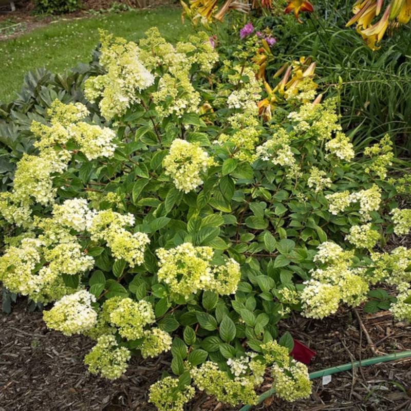 Hortensia paniculata Sundae Fraise® 'Rensun', Hydrangea paniculata à fleurs Rose - feuillage Caduc - Pot de 15L - 120/150 cm-  hauteur à maturité De 1 - Image 8