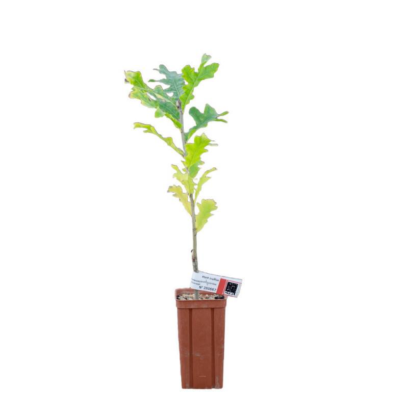 Autre - Chêne cerris de 2 ans - Pépinière de Puymège - Plant truffier mycorhizé à la truffe du Périgord - Tuber mélanosporum