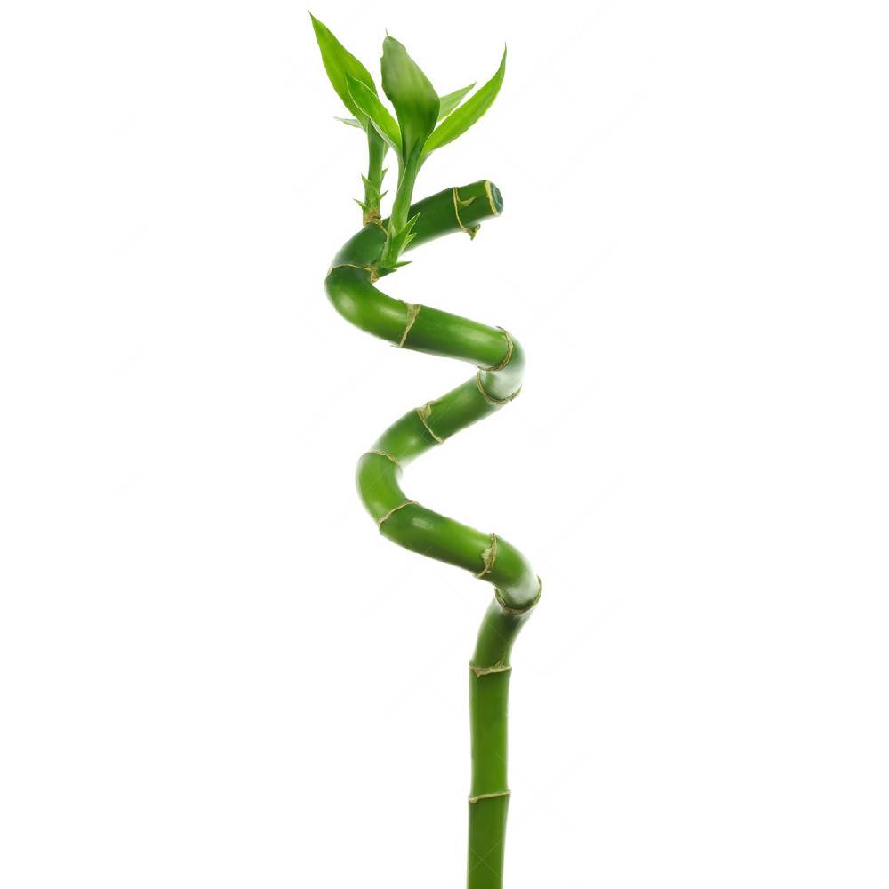 Gardenersdream - 1 Lucky Bambou 30 Cm Tiges Spiralées Pour Plante En Pot D'Intérieur Rebord De Fenêtre - GardenersDream