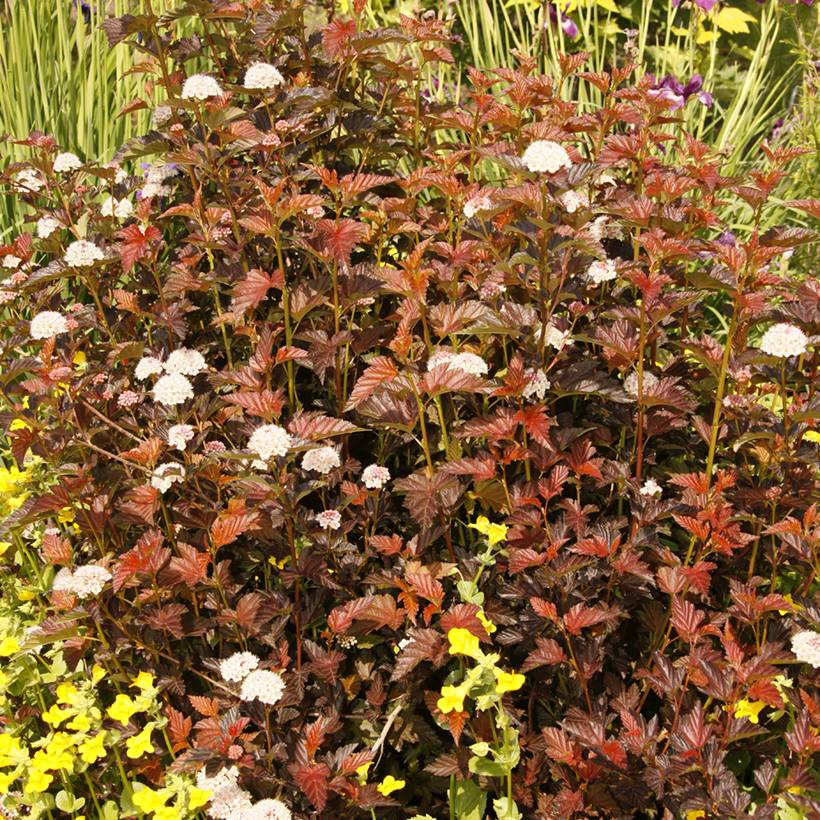 Physocarpus opulifolius Zdechovice - Physocarpe Pot de 3L/4L