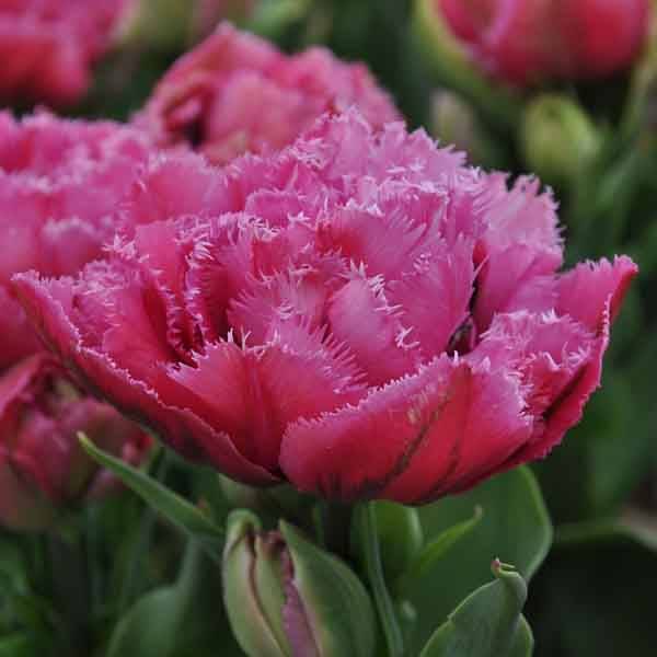 Promesse de Fleurs - Tulipe dentelée double Match Point Bulbe calibre 12+ (par 6) - Image 1