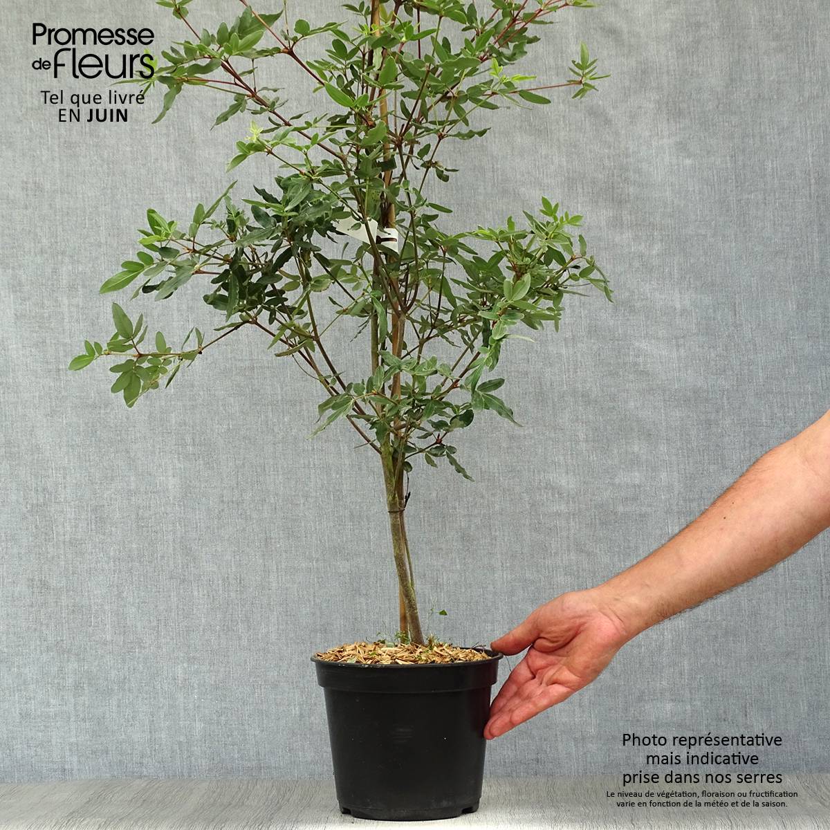 Promesse de Fleurs - Eucryphia moorei - Eucryphia de Moore Pot de 4L/5L - Image 2
