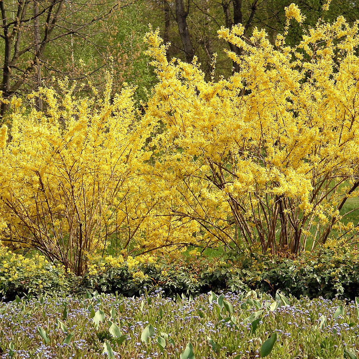 Forsythia intermedia Petites Racines nues