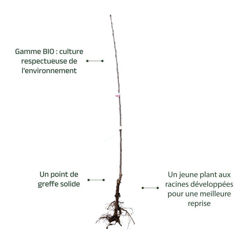 Cerisier bigarreau 'Hâtif Burlat' BIO (Prunus avium 'Hâtif Burlat') - Scion de 100 à 150cm - Pépinières Naudet - Image 4