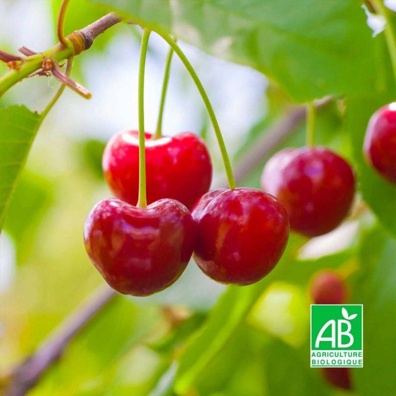 Cerisier bigarreau 'Hâtif Burlat' BIO (Prunus avium 'Hâtif Burlat') - Scion de 100 à 150cm - Pépinières Naudet - Image 1