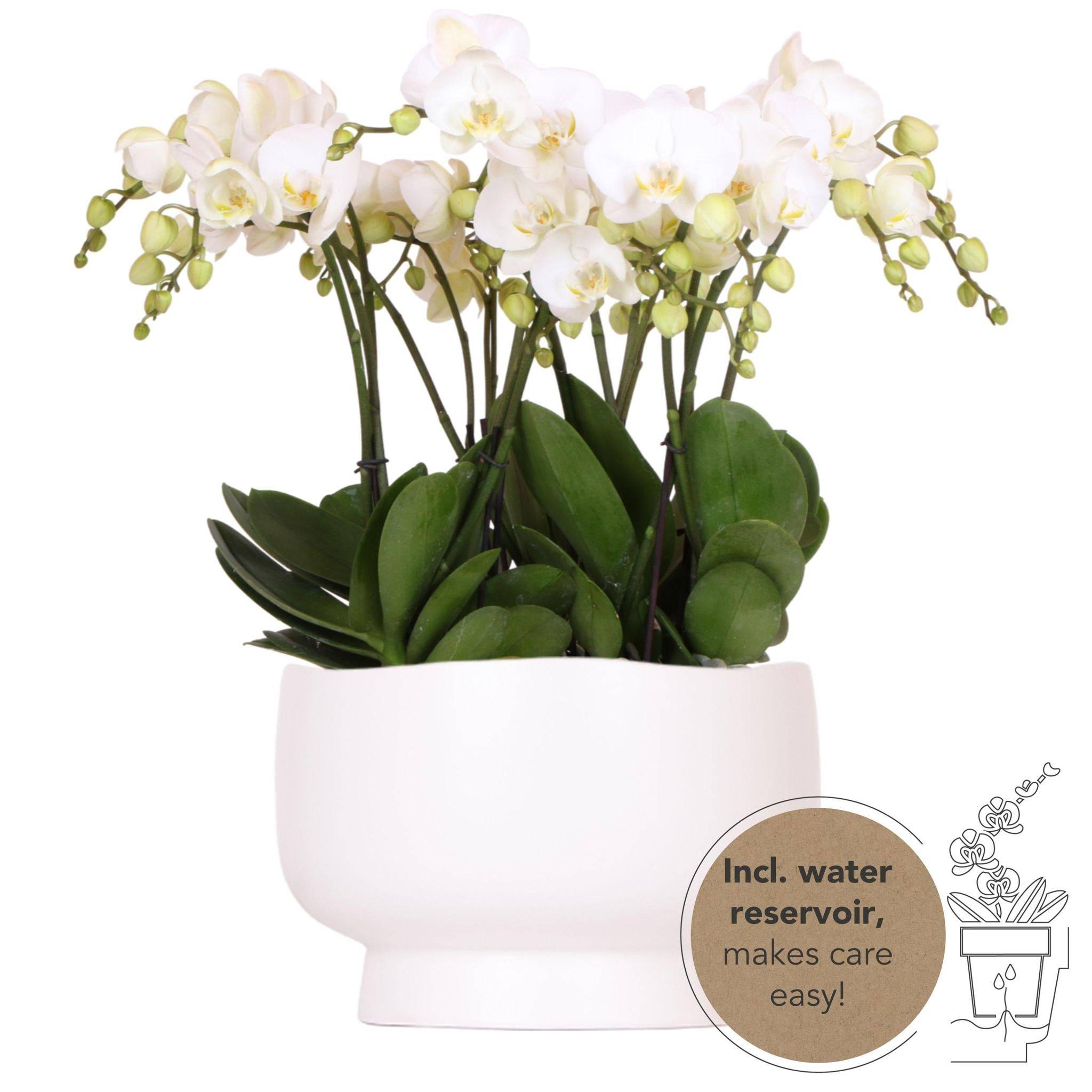La Green Touch - Orchidées blanches en plat Scandic avec réservoir 45cm - Plante d'intérieur- La Green Touch - Image 1